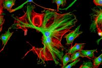 Fluorescence Microscope image of Bovine Pulmonary Artery Endothelial Cells
