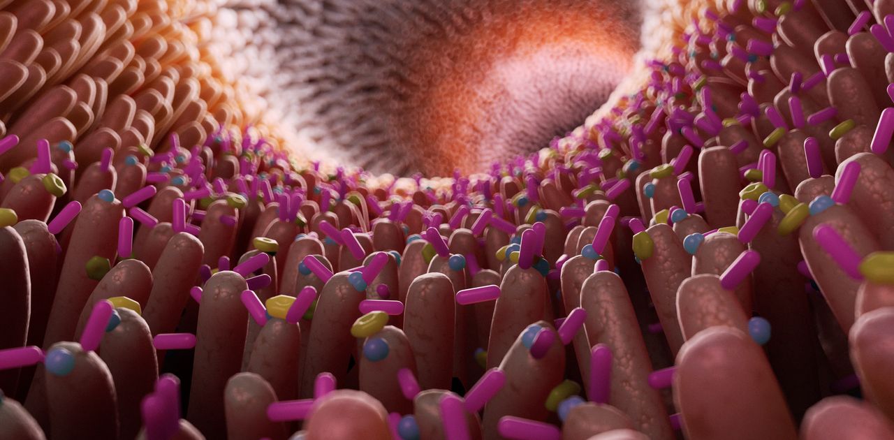 3d rendered medically accurate illustration of bacteria inside of the intestine