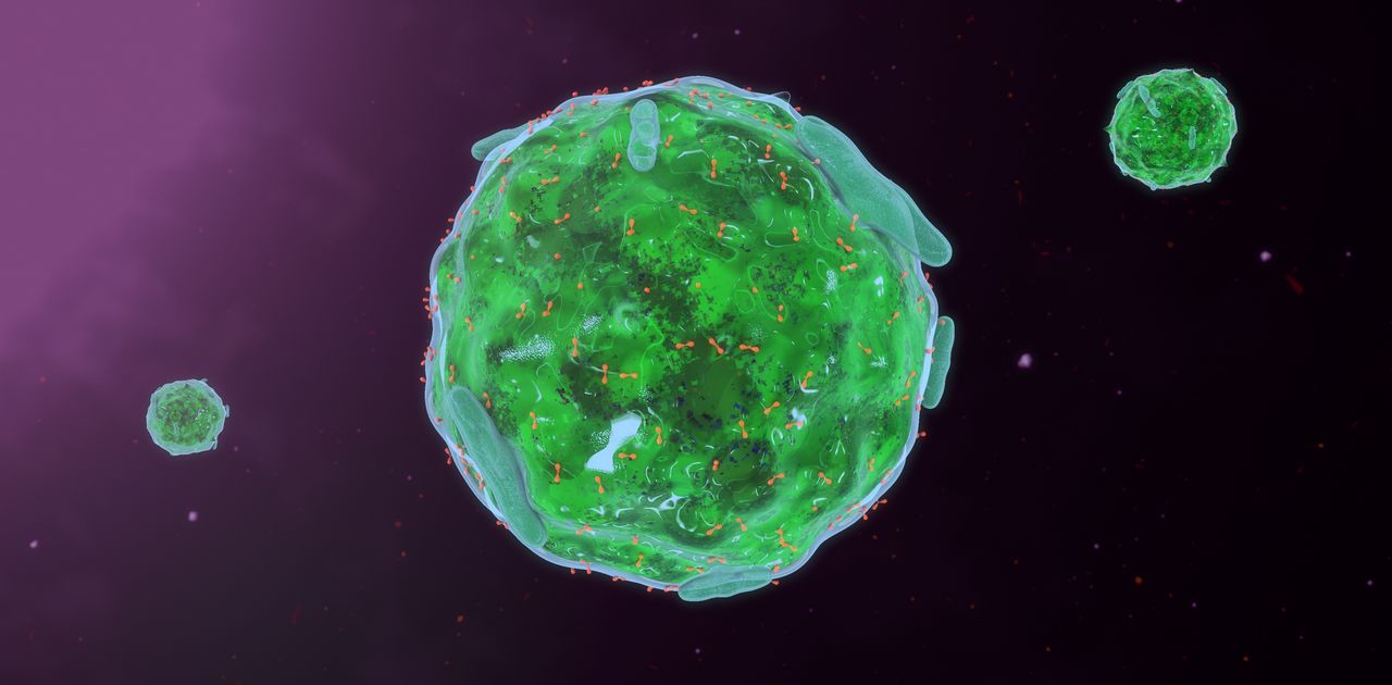 3 D model of a mast cell