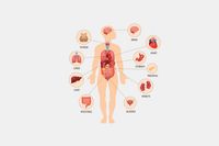 Human body anatomy infographic of structure of human organs