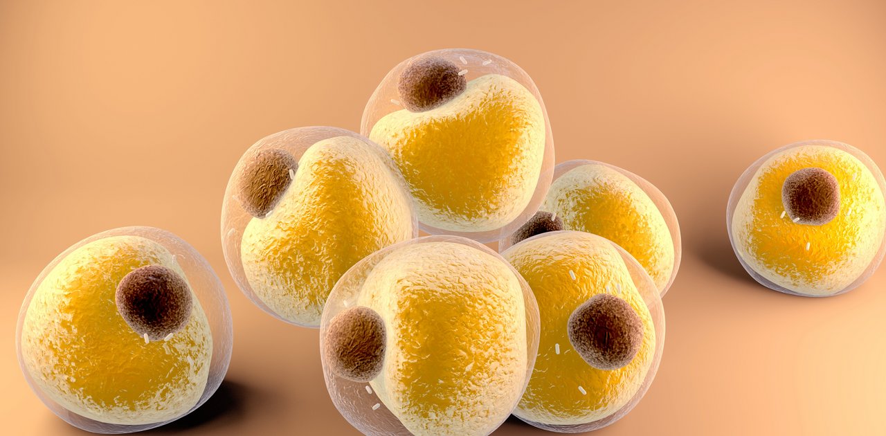 Several yellow adipocytes