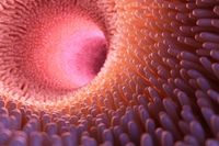 3d rendered medically accurate illustration of intestinal villi