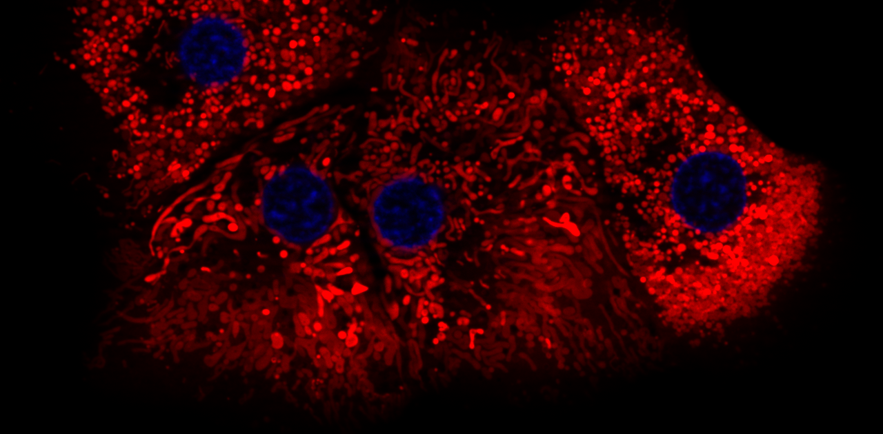 Flourescent image of hepatocytes