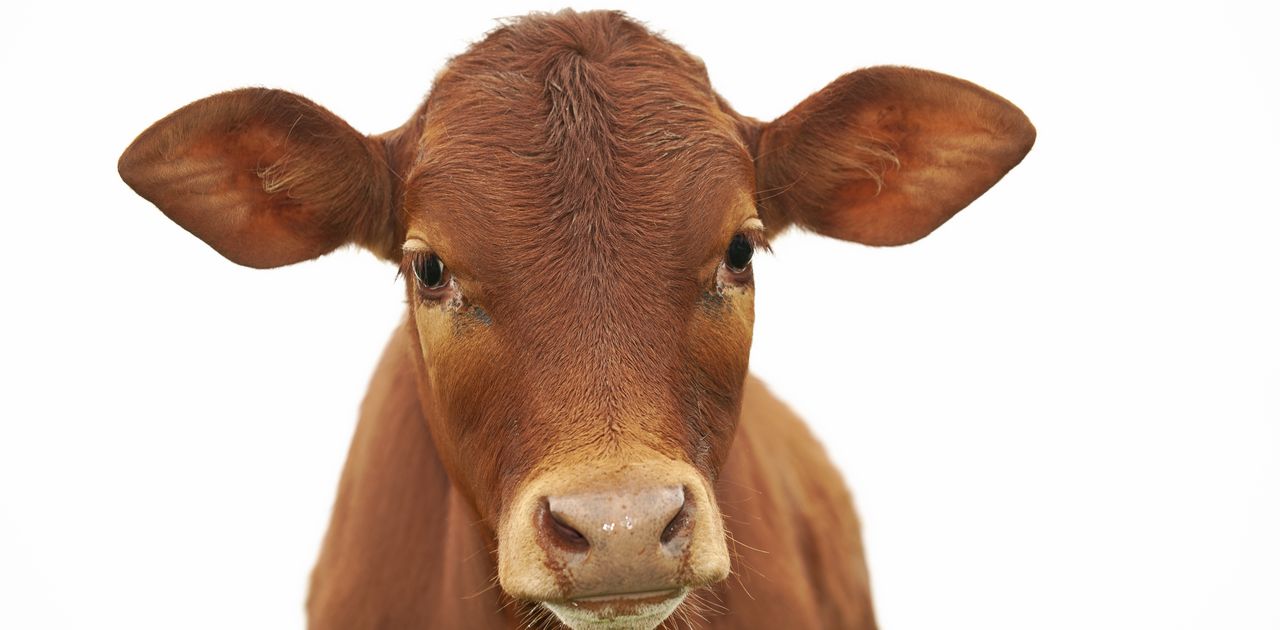 A young brown calf, cow, looking at the camera, with clean white sky, isolated