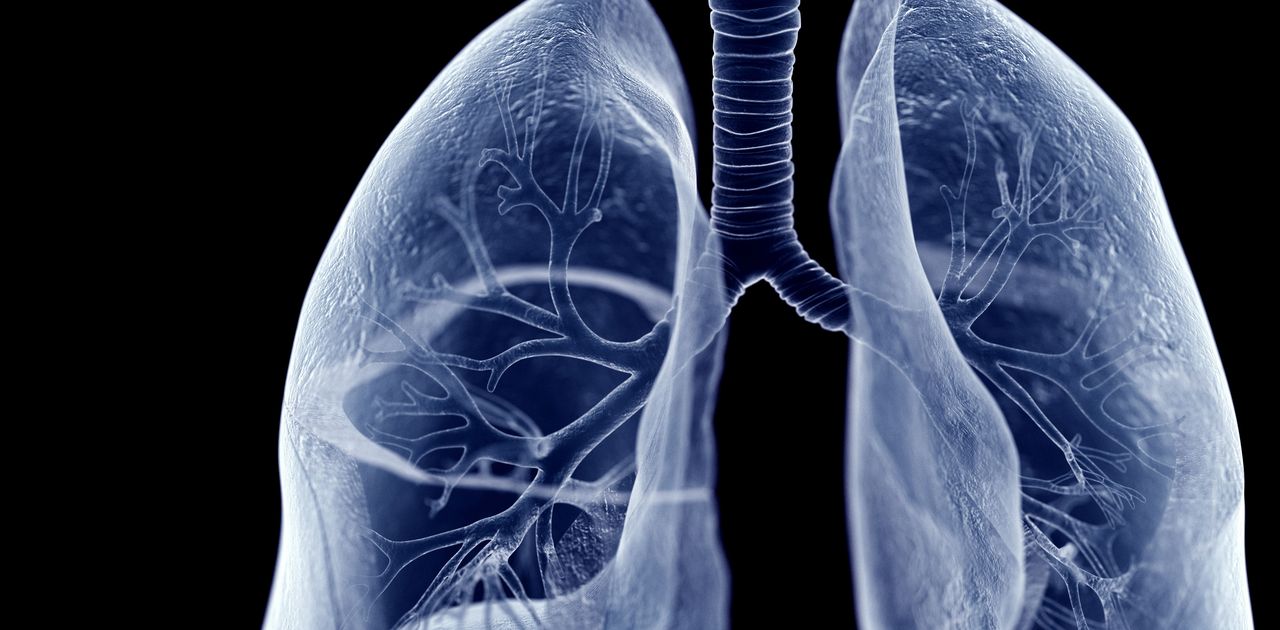 3d rendered medically accurate illustration of the lung